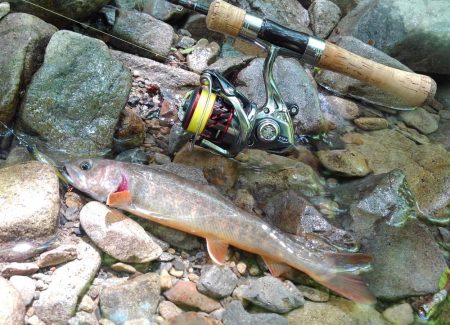 渓流ミノーイング ～長良川水系～